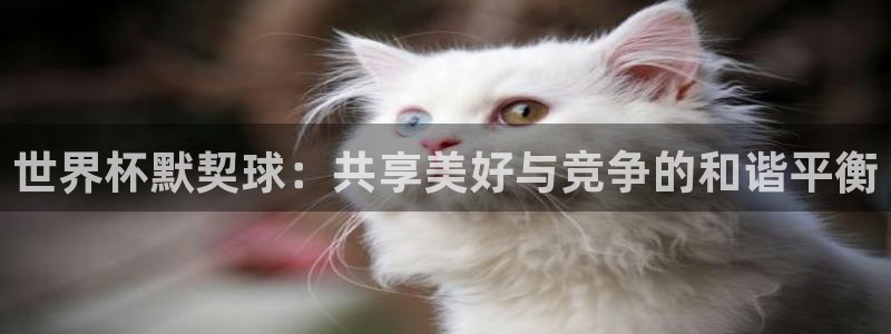 世预赛直播：世界杯默契球：共享美好与竞争的和谐平衡