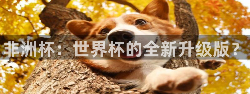 世界杯决赛圈球队：非洲杯：世界杯的全新升级版？